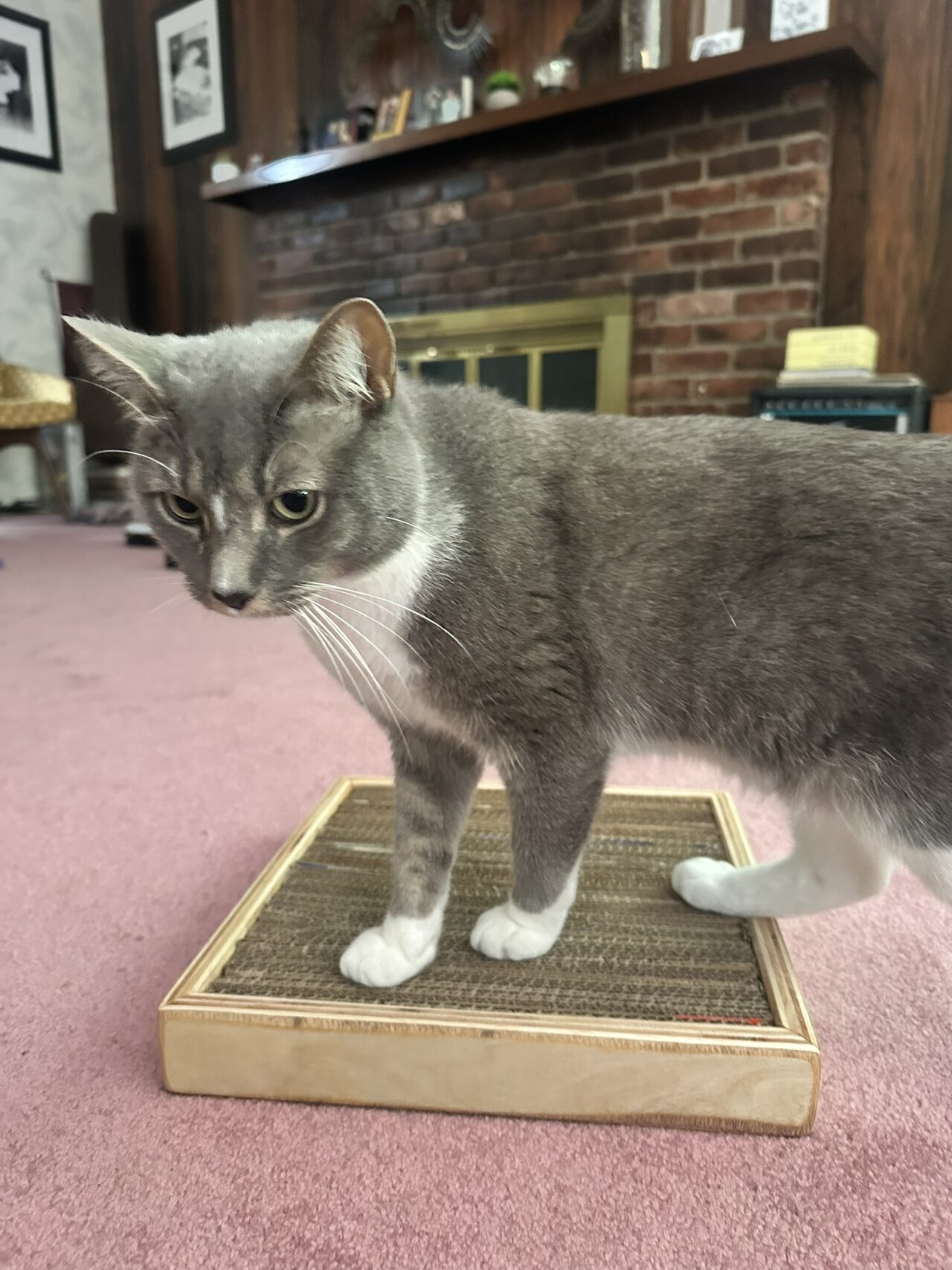 A grey and white cat standing on a square plywood tray filled with corrugated cardboard, on a pink carpet in front of a brick fireplace.