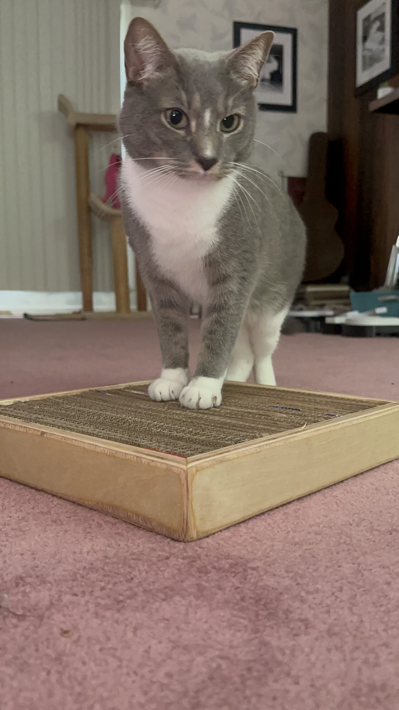 A grey and white cat standing with its front paws on the scratcher box, looking toward the camera.